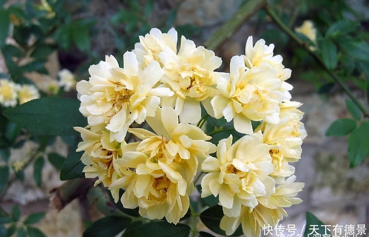 院内栽一株“惊艳时光”的爬藤花,俗称“第一香”,双季有花赏