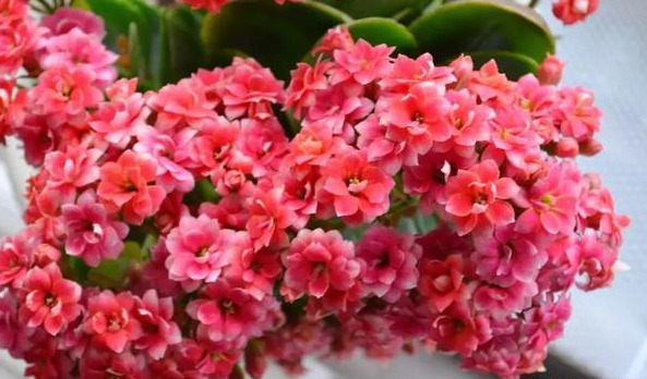 花色|75个长寿花品种，一个比一个美，一起来认识一下吧！