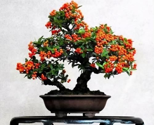 挂满果实的3种花,能看花能观果,好看又好养