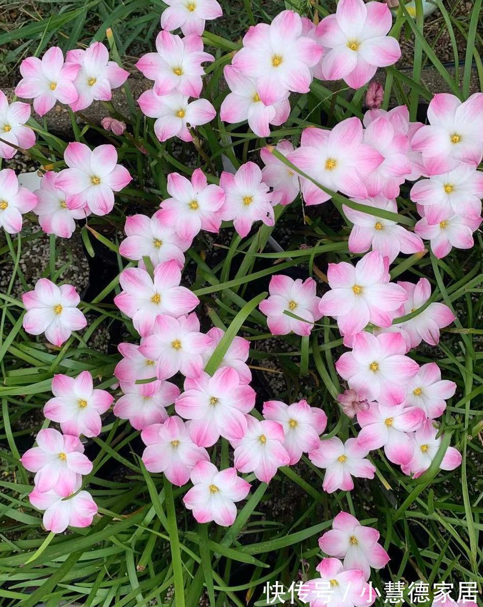 阳台上|适合夏天秋天养的4种花,花色很美,只要温度高,就会一直开花