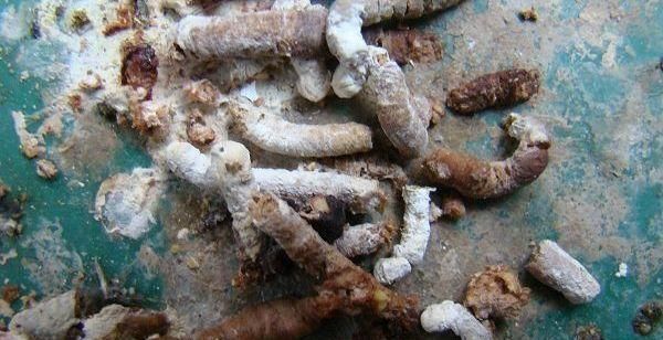 羊粪|这3种东西“人见人嫌”,邻居却捡来养花,盆里埋1点