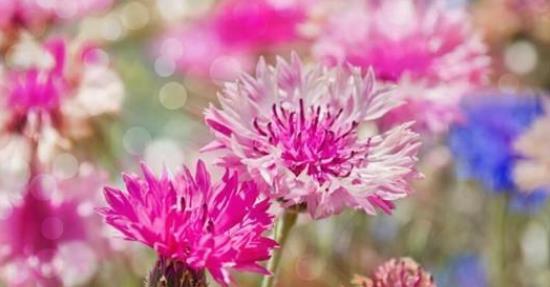 种子发芽温度|养花却不知道什么时候播种,看了此个就知道了