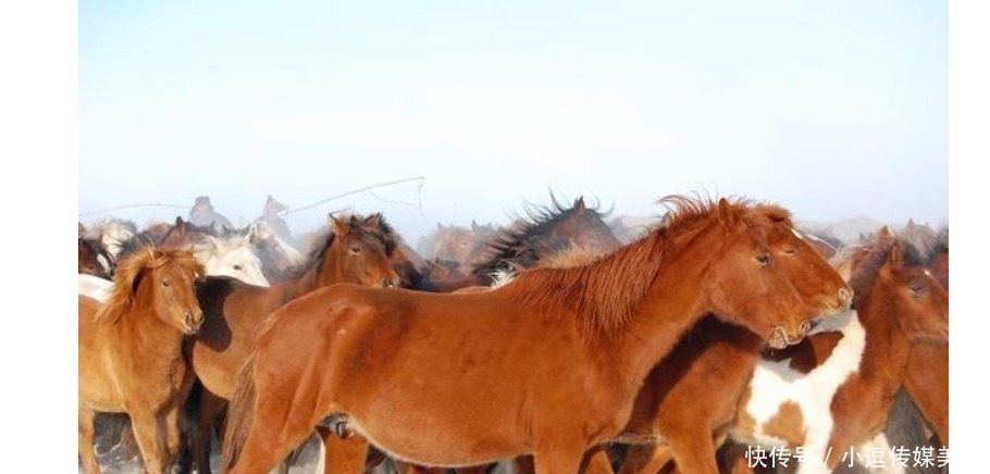 原因|成吉思汗军队战无不胜的原因探秘(三)骑兵的武器装备