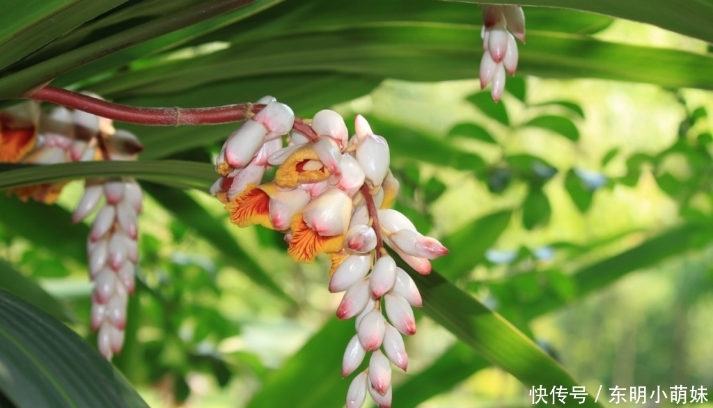 九首豆蔻诗词 杨柳丝丝弄轻柔 豆蔻梢头春色浅 全网搜