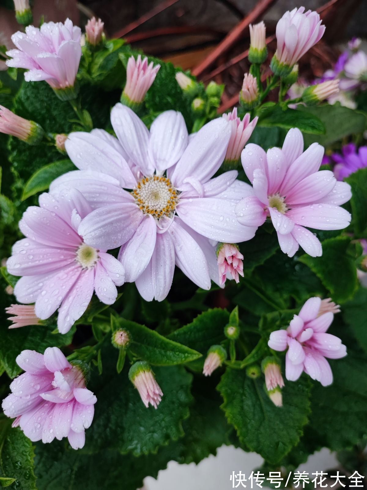 瓜叶菊|年宵花也有一次性，4种花开完了就赶紧扔，再养也是浪费时间