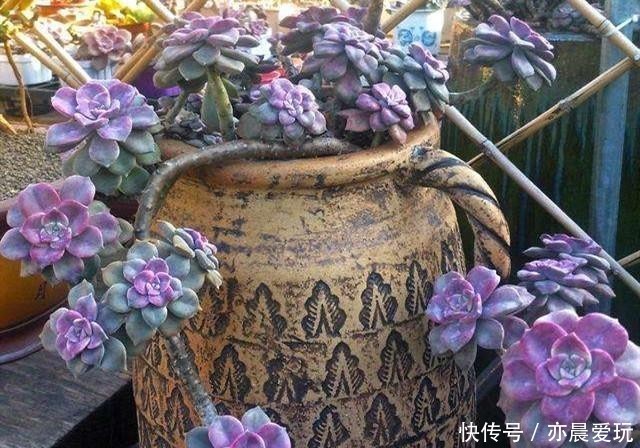 普货|公认漂亮好养的10种普货多肉,紫乐上榜桃蛋失冠,排在第一竟是它