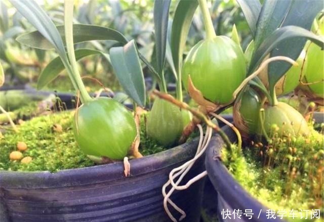 寄生|遇到这种寄生“果上叶”，可别再砍掉了，加青苔做盆景，比石斛美！