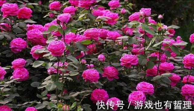 花朵|30个浓香月季品种,你喜欢哪一种养一棵满院飘香!