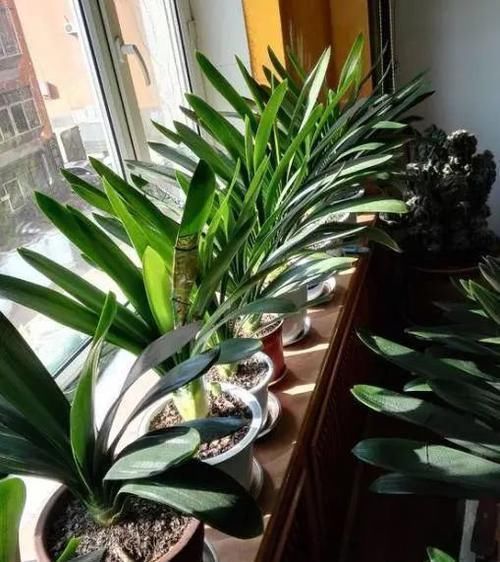 花盆|养君子兰,记住5个小口诀,养一盆旺一盆