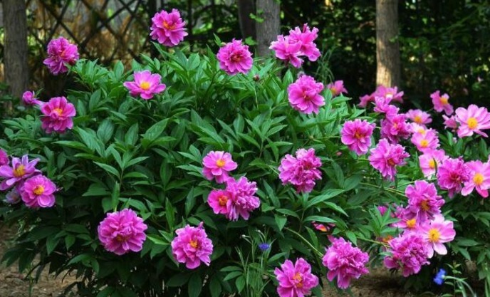 妹妹赶集买了盆玫瑰盆栽，回家竟是芍药，了解功效后，瞪大双眼！