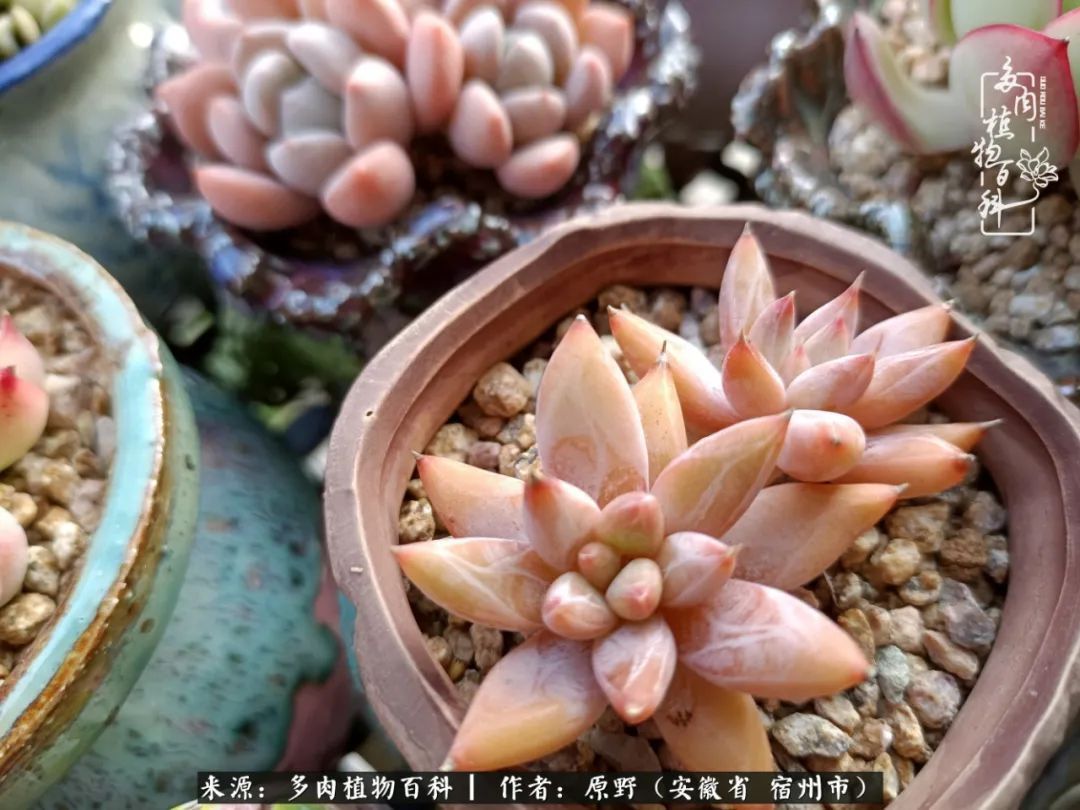 揭秘那些干净又温暖的多肉照片从哪里来