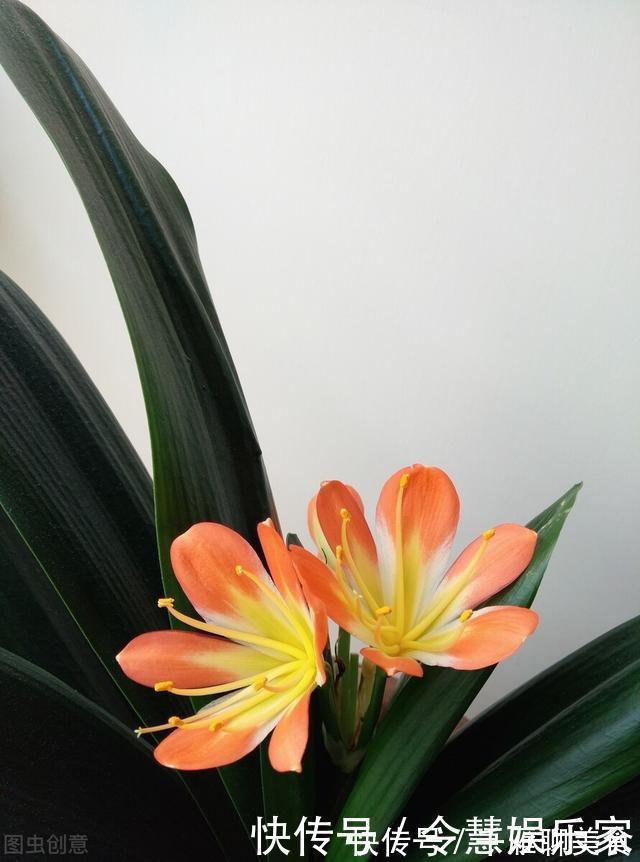 花箭|君子兰催花实操经验,现在行动,一个月后就冒花箭