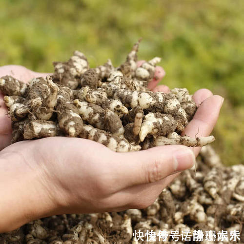 长得像螺丝,地下才能挖到,可直接吃也可当咸菜,一斤卖20元