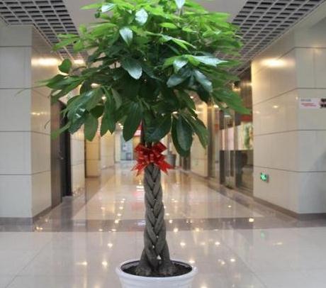 冬季养发财树,4点最容易造成黄叶,学会此样做,叶片油绿