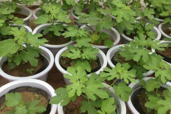 想要扦插无花果，4个细节让成活率翻倍，花友们都了解嘛