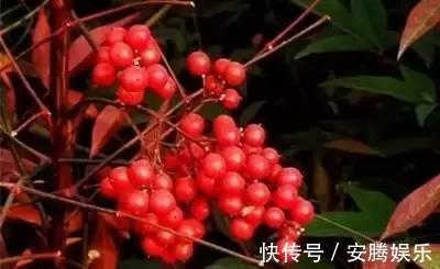 鸡母珠|农村这种果子和桑葚很像，却有剧毒，多人险丧命，千万别误食了