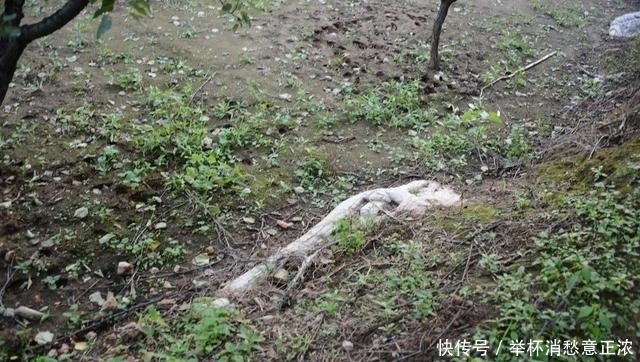 书魂·张柔:轻财重书,《金史》得用(上)韦力撰