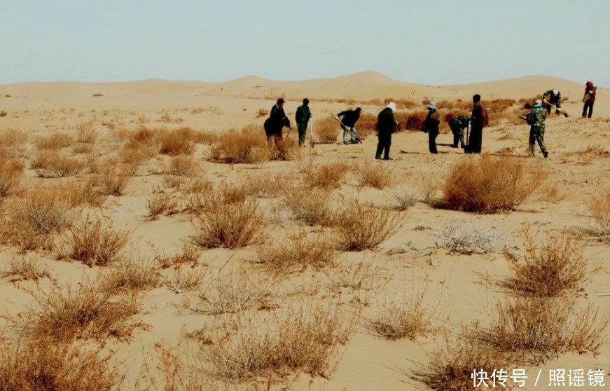 树种|小小过敏竟成全球第六大慢病?这些真相你该知道