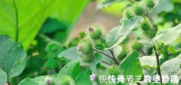 减肥|牛蒡降脂减肥、解毒消肿,掌握五点,收获更加优质高产的牛蒡来