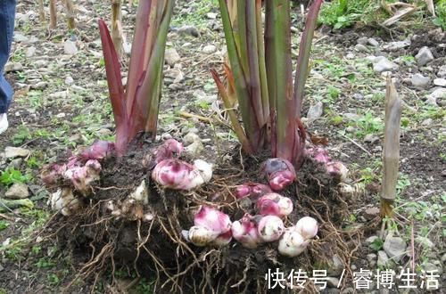 亩产可达万斤，常用来提炼味精，炖鸡吃还可安神，现在很少见了