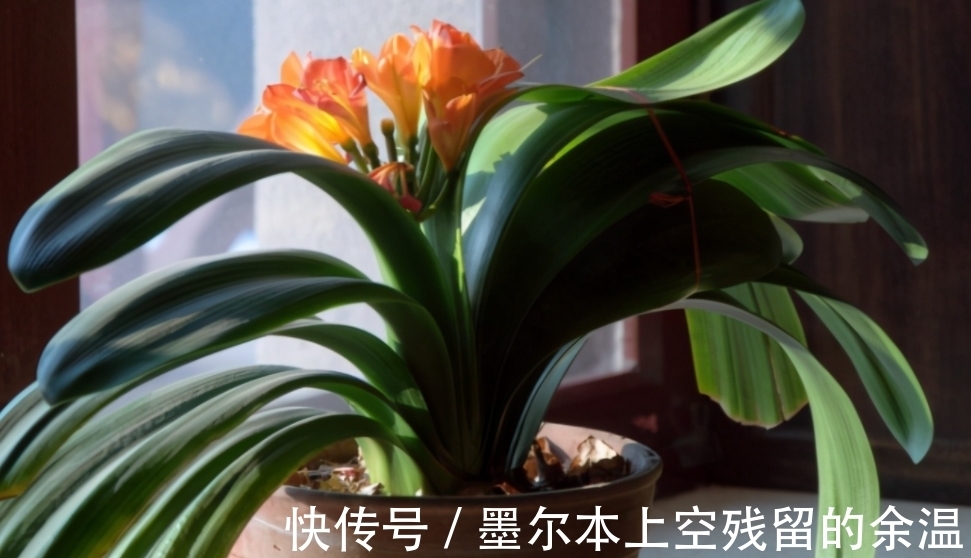 闲话君子兰和啤酒之间的关系、养护方法