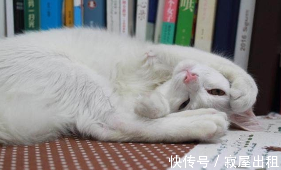 猫看见人就叫没人不叫