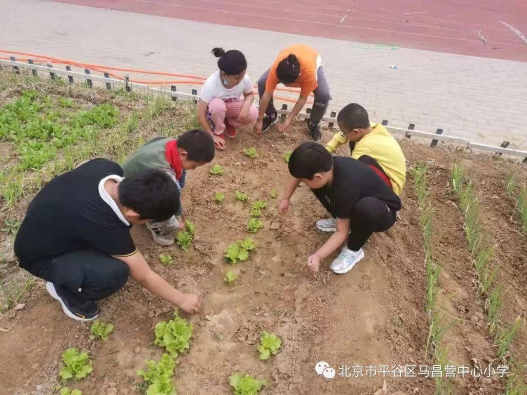 孟泰|劳动最光荣——马昌营中心小学劳动教育周活动