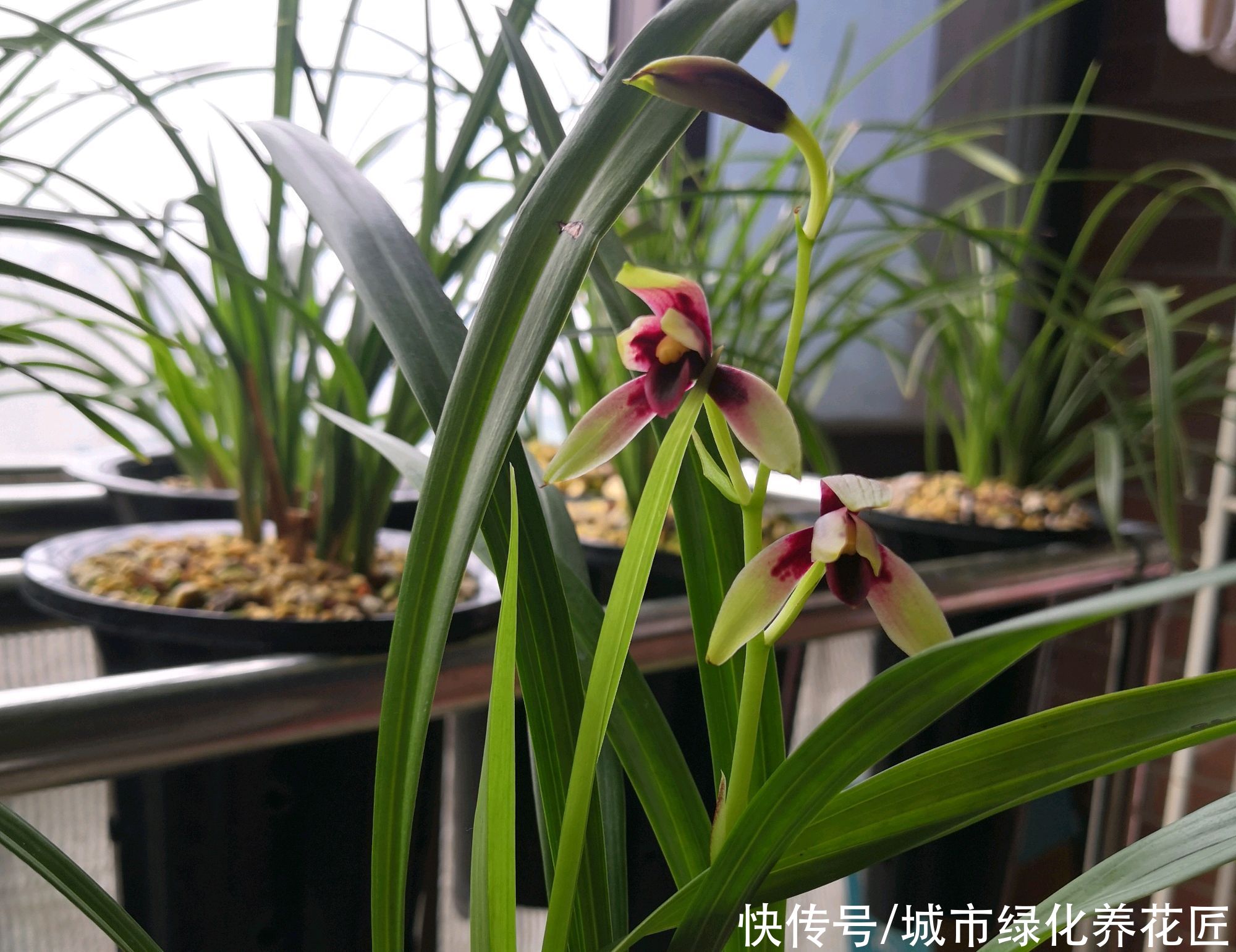 新芽|兰花的粗壮根为什么往天上长而不是往盆底扎？
