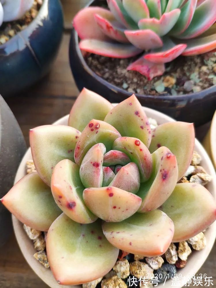 多肉是戒不掉的瘾!多肉小白入坑一年小记!