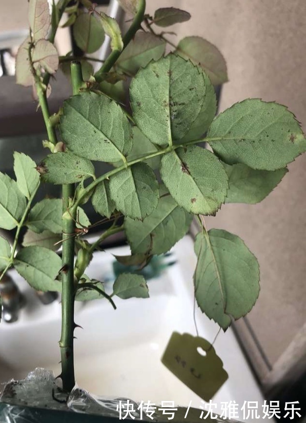 有机肥|月季花苞越来越小趁着天热“剪几刀”,再次开花又大又密