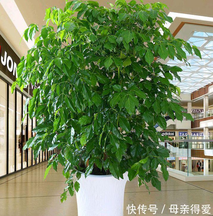 客厅|客厅见树,十家九富,6种富贵树,随便养一盆,子孙一直富