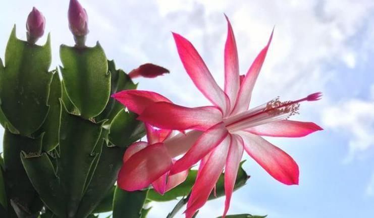 蟹爪兰夏天不能浇水嫁接与否需要判定好,不然花朵很容易烂根