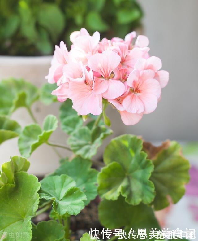 花友|她家只养一种花,一年四季有花赏,原因是做好了四件事