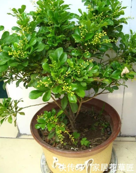 叶子|米兰叶片发黄怎么办?快查查基本的养护条件,不久就能恢复