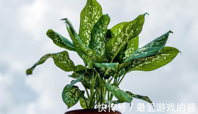 这7种绿植是空气净化小能手,很适合养在室内,美观又增氧