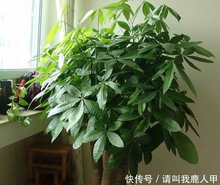 贺望兰|客厅最适合养“3种花”,旺人又聚财,寓意美好,收获幸福