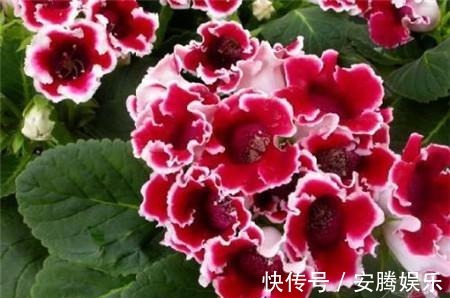 花卉|新手养花，不如养盆花中精品“六雪尼”，花期超长，养护简单