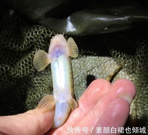 小伙钓鱼,大丰收,晚上妻子开心的打开鱼笼,瞬间给笼子甩的老远