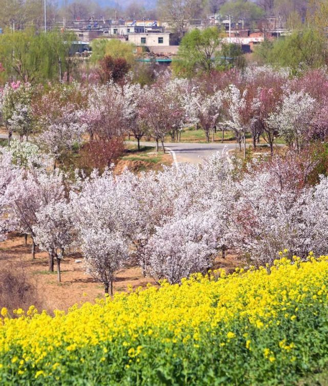 实拍，实拍，4月3日狼牙山万亩花海实拍来啦！