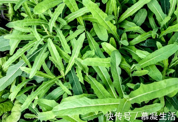 吃法|68种野菜图片，教你认识不同的野菜和吃法，你想要的野菜这里都有