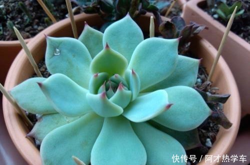 多肉变成一张大饼,该咋救这一招绝对好使!多肉变成一张大饼,该咋救这一招绝对好使!