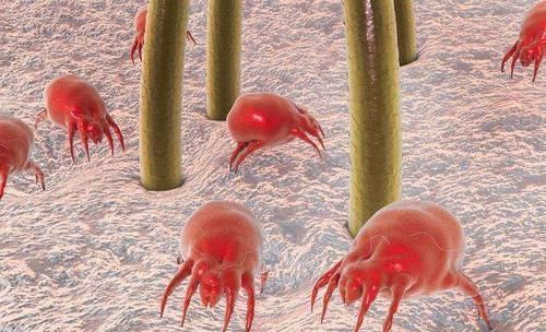 通风换气|脸上螨虫成窝,68岁老保姆说记住一个土办法,螨虫咔嚓全死光