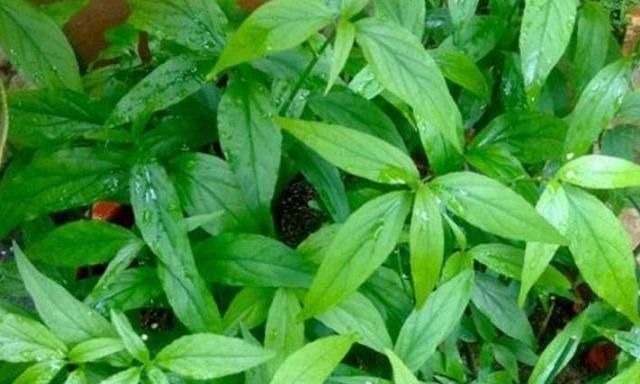 老烟民|“这种草”被称为是老烟民的“救命草”，还是抗癌奇草，你认识吗