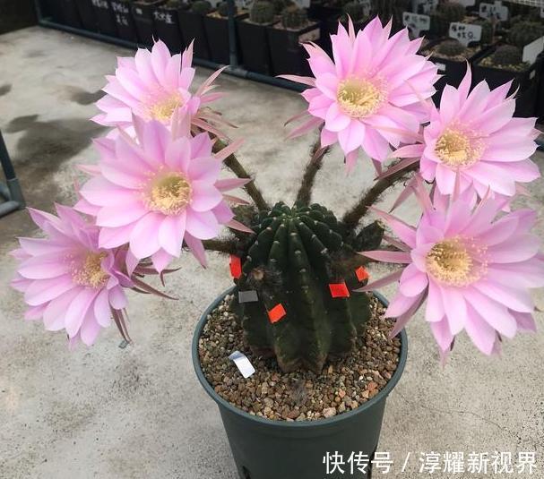 昙花|天热阳台该种植什么花15种''抗晒''植物，盆栽赏花不犯愁