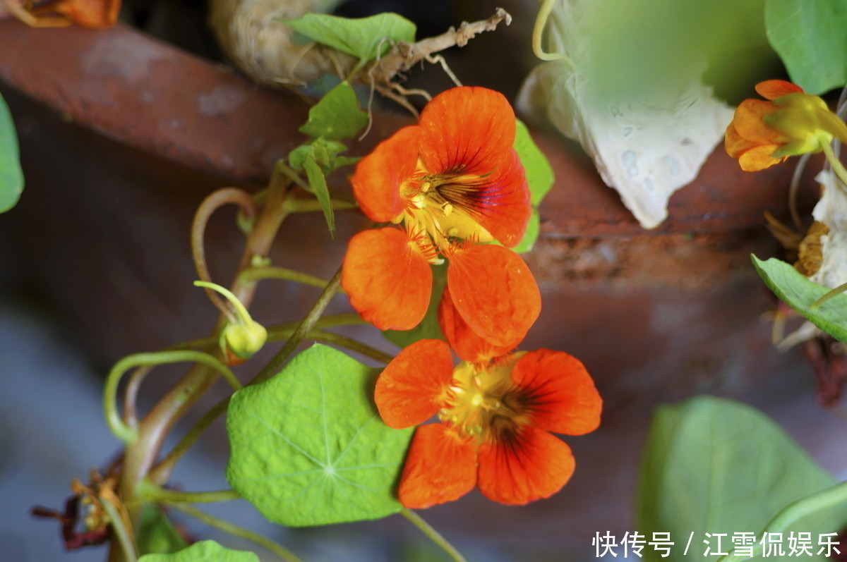 群蝶|此花为旱地上的荷花，花朵如群蝶飞舞，也代表着随遇而安的寓意