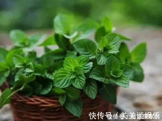 招财树|不管你养不养花,3种花,总要养1盆,能缓解疲劳,还能杀病菌