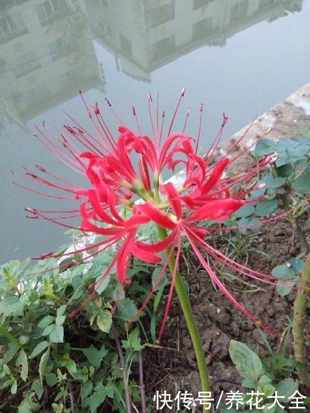 长寿花|两种花，名字听起来吓人，开花却美翻了，养一次就上瘾