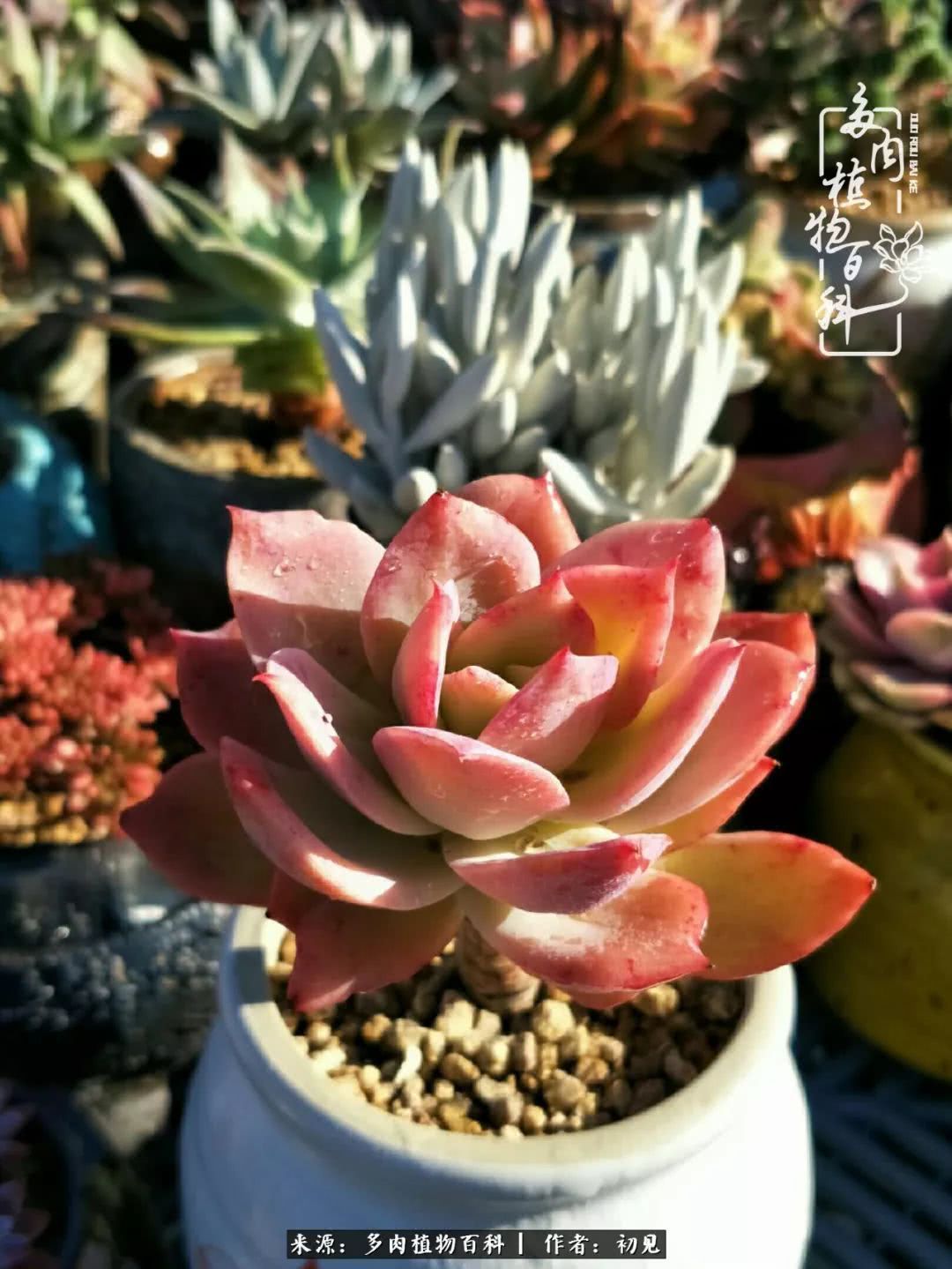 养多肉四周年,从初见到爱恋!幸福一直藏在浅薄的日子里!