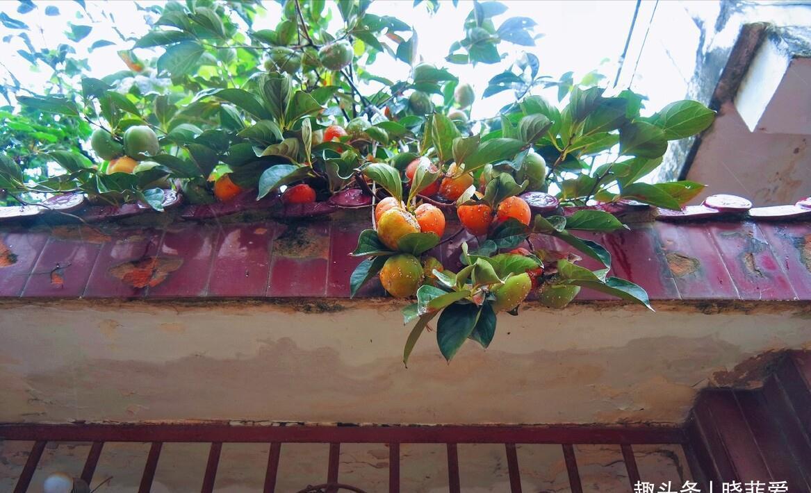 佛手|院子里适合种7种“镇宅树”,随便种一棵,“旺财添福”更旺家