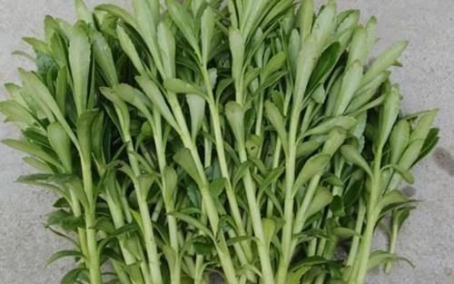 救心菜|农地里被忽视的这种野菜,或是高血压“克星”,建议:不妨多吃点